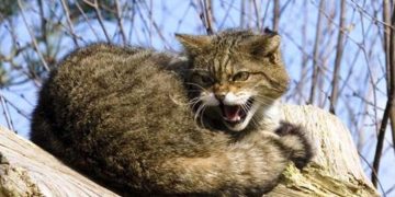 На Житомирщині за тиждень зафіксували 5 випадків сказу: один — у кота Вишевицької громади | Журнал Житомира