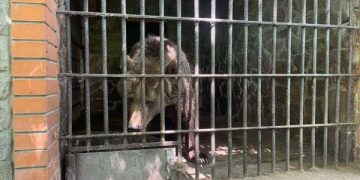 Неналежне утримання двох ведмедиць у ландшафтному парку: на Білоцерківщині відкрили кримінальне провадження | Київ та Київщіна за сьогодні