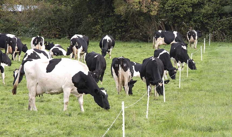 Неоспороз у ВРХ не лікується, потрібні контроль і профілактика