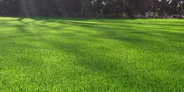 Як обрати та купити спортивну газонну траву