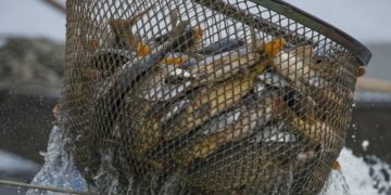 Оголошено 48 аукціонів на промисловий вилов риби — Економіка