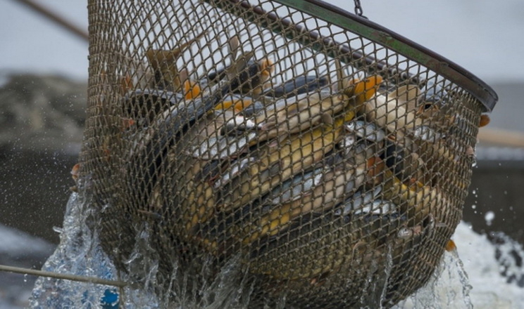 Оголошено 48 аукціонів на промисловий вилов риби