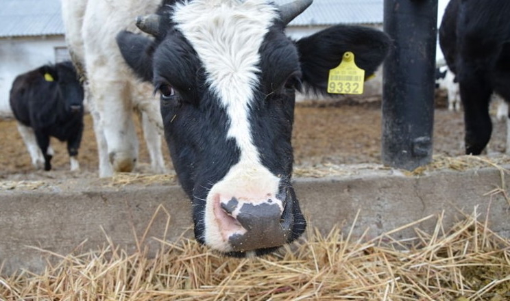 Органічні кислоти створюють стабільну кормову базу для ВРХ
