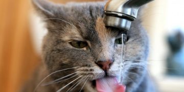 Орієнтовно до 20 години припинили подачу води в деякі будинки Миколаєва 07.02.2026 (ОНОВЛЕНО) » Миколаївський Оглядач