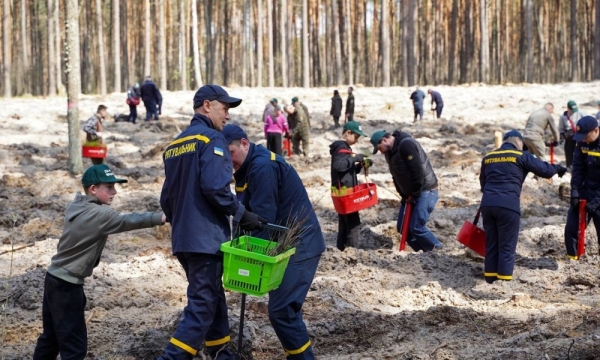 У Бородянській громаді на Київщині відбулася висадка нових дерев у межах відновлення лісових масивів, що постраждали внаслідок бойових дій.