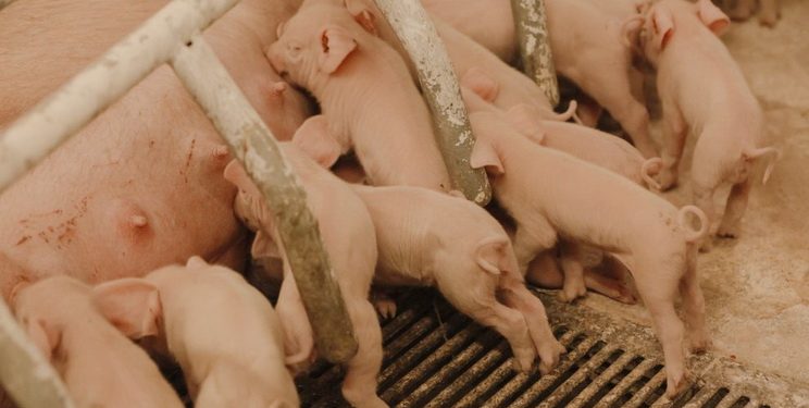 Поголів’я свиней в Україні трохи зросло в лютому — Економіка