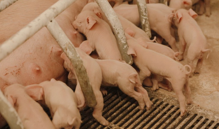 Поголів'я свиней в Україні трохи зросло в лютому