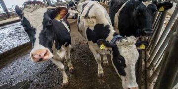 Поголів’я ВРХ у населення стрімко скорочується, на підприємствах ‒ потроху зростає — Економіка