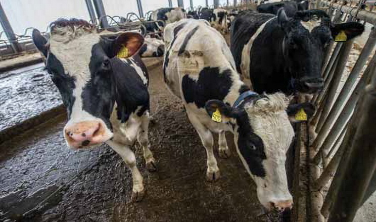 Поголів'я ВРХ у населення стрімко скорочується, на підприємствах ‒  потроху зростає