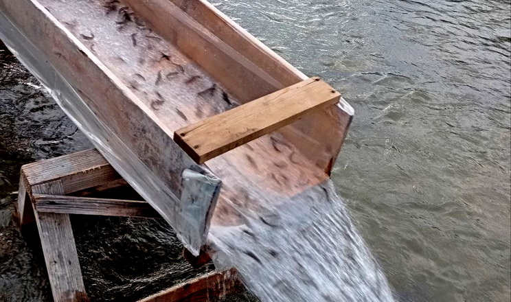 Понад 115 тис. мальків струмкової форелі випустили в річки Прикарпаття та Львівщини