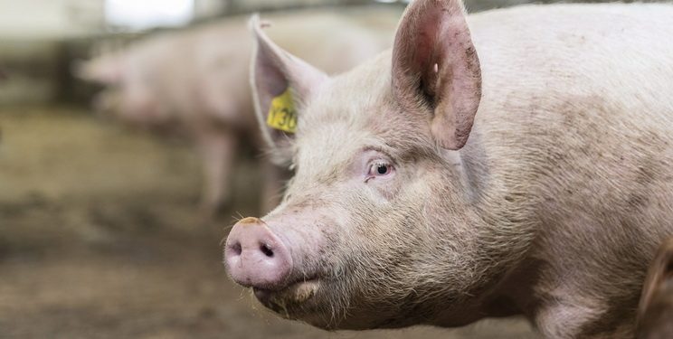 Причини слабкого еструсу у свиноматки: теорія і практика — Економіка