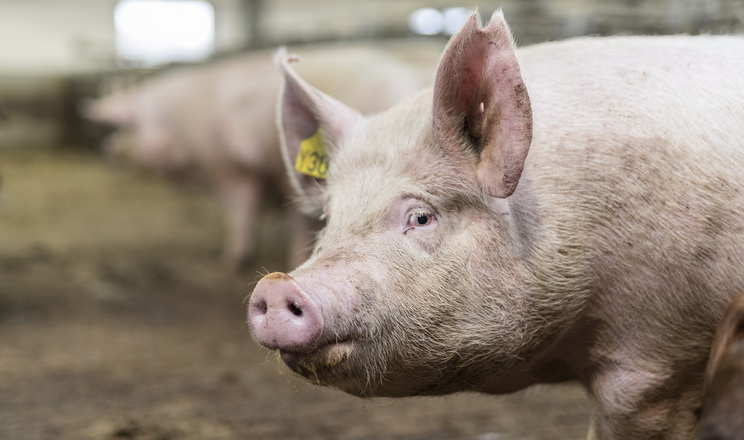 Причини слабкого еструсу у свиноматки: теорія і практика