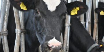 Промислові ферми за 10 місяців збільшили поголів’я ВРХ на 3,1% — Економіка