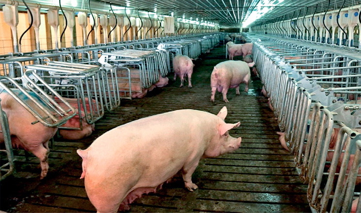 Рентабельність невеликого свинарського бізнесу забезпечує власник або його довірена особа, ‒ думка