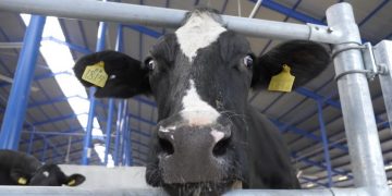 «Соломна Агропостач» планує будівництво молочної ферми на Хмельниччині — Економіка