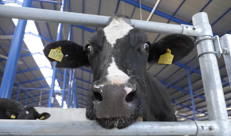 «Соломна Агропостач» планує будівництво молочної ферми на Хмельниччині