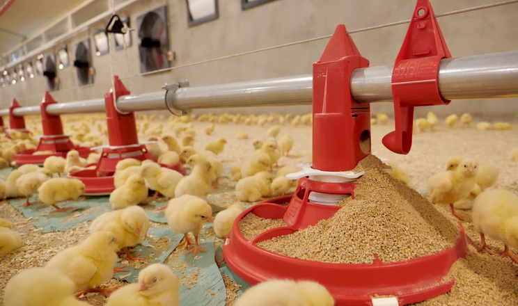 Стратегії захисту птиці від мікотоксинів