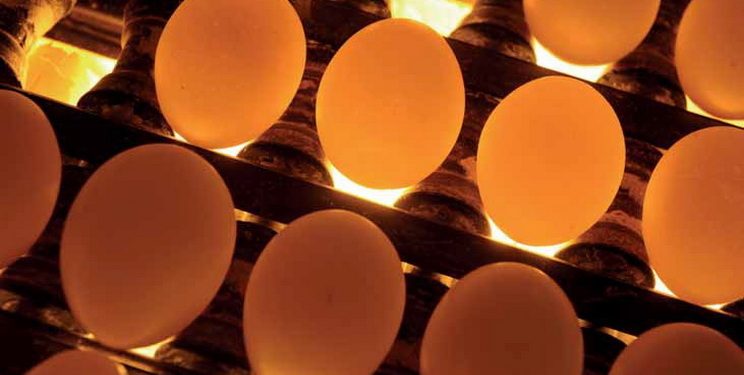 Температура зародка пов’язана з його теплопродукцією та втратами тепла — Економіка