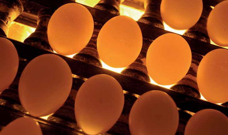 Температура зародка пов’язана з його теплопродукцією та втратами тепла