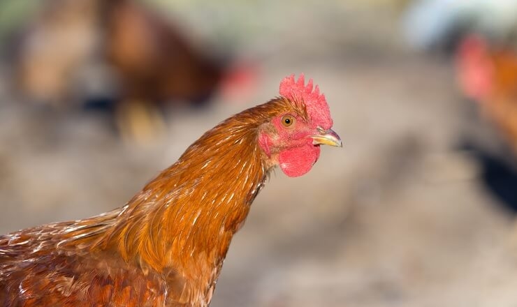 Тепловий стрес завдає удару по репродуктивній системі птиці