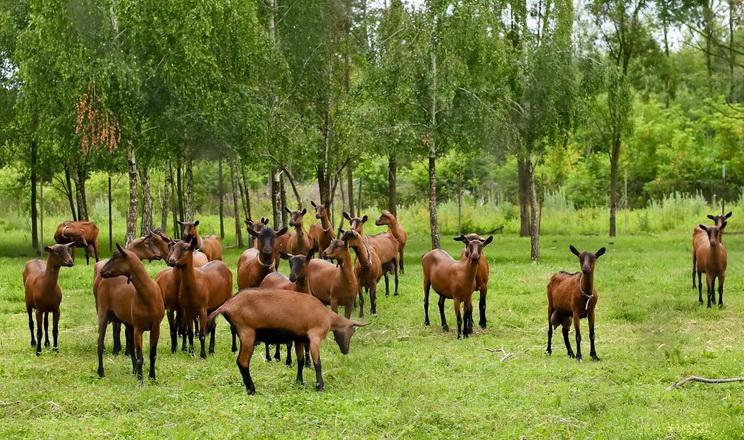 У ДАР призупинено добір на дотацію для утримання кіз та овець