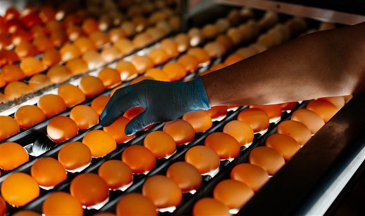 У МХП розповіли, як запобігають грипу птиці