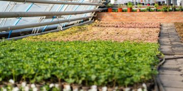 У Полтаві підготували рослини до весняної висадки — ПОЛТАВА СЬОГОДНІ