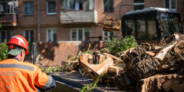 У Полтаві за три місяці спиляли понад 400 аварійних дерев