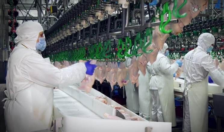 Україна заробила $1 млрд на експорті м'яса птиці