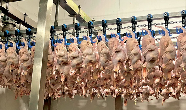 Україна збільшить виробництво й експорт м'яса птиці у 2026 році, ‒ USDA