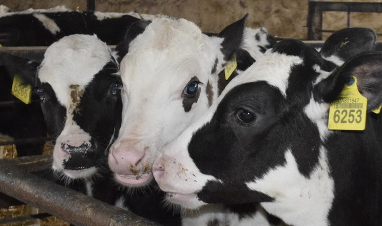 Уряд затвердив Державну програму розвитку тваринництва до 2033 року