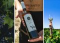 Відправили вино з Житомирщини до Франції: історія першої в області сімейної виноробні Mon Crafto | Журнал Житомира