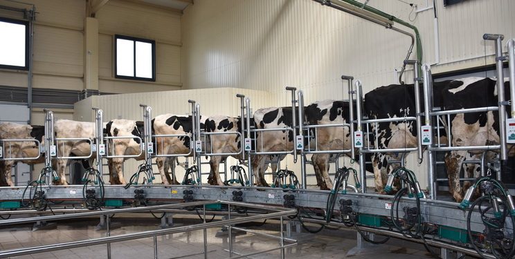 Вітчизняна молочна галузь має дуже великі перспективи, ‒ експерт — Економіка