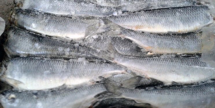 Витрати на імпорт мороженої риби зросли на 19% — Економіка