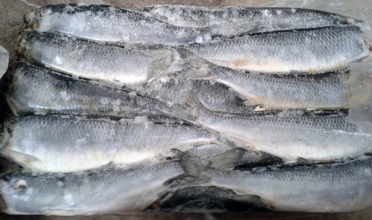 Витрати на імпорт мороженої риби зросли на 19%