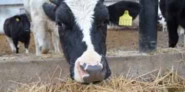 Волинська «Зоря» отримає статус племінного репродуктора з розведення ВРХ — Економіка