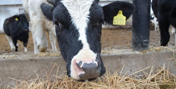 Волинська «Зоря» отримає статус племінного репродуктора з розведення ВРХ — Економіка