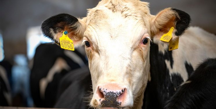 Вперше в Європі зафіксували грип птиці у корови — Економіка