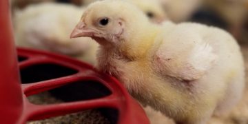 Yednist’ Group залучає $17 млн на розвиток бізнесу — Економіка