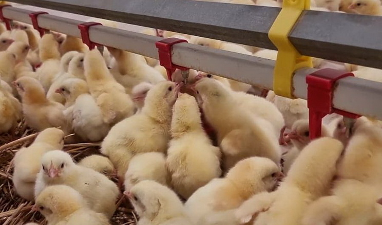 За 10 місяців Україна придбала за кордоном на 6,1% більше живої птиці