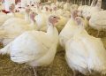 За 2 місяці підприємства забили 357,7 тис. голів індиків — Економіка