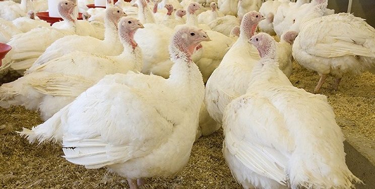 За 2 місяці підприємства забили 357,7 тис. голів індиків — Економіка