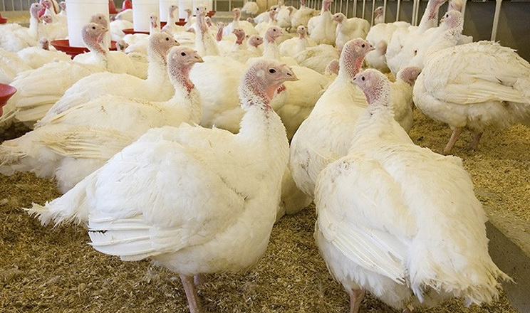 За 2 місяці підприємства забили 357,7 тис. голів індиків