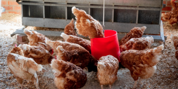 Запобігти спалахам сальмонельозу допомагають експрес-методи виявлення інфекції — Економіка