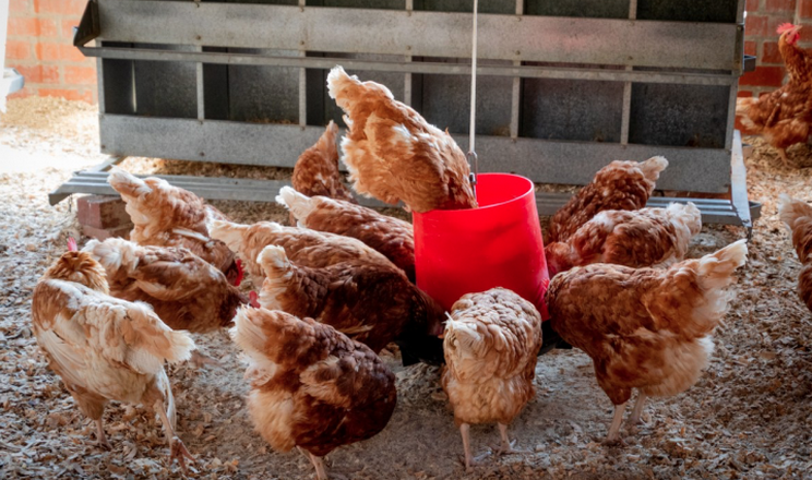 Запобігти спалахам сальмонельозу допомагають експрес-методи виявлення інфекції