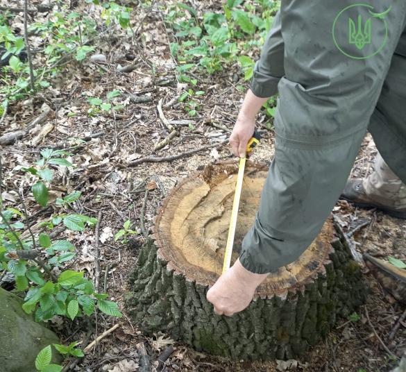 Жашківська міськрада відшкодувала понад 1,1 млн грн збитків за незаконну вирубку дерев